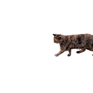A Stray Tortoiseshell Cat Walks Along A Curb In A Park In Bornova, İZmir, TüRkiye. 16960 - Cat PNG image with transparent background